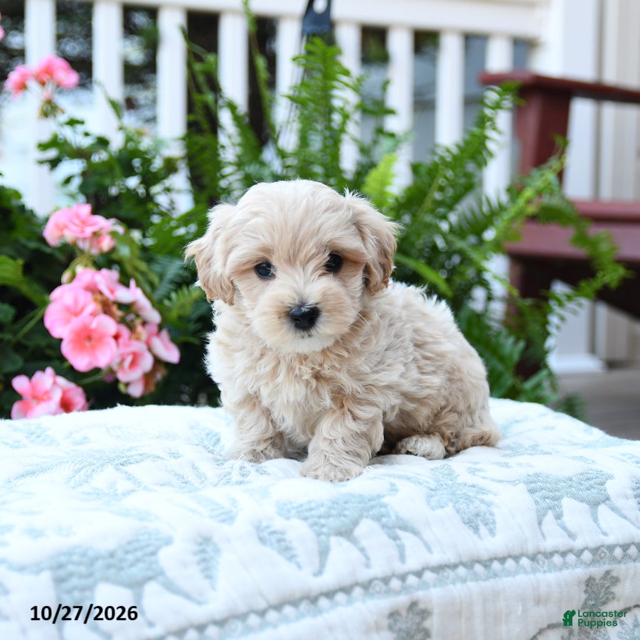 Maltipoo dogs for sale: Charlie - Ad 2