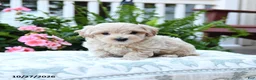 Maltipoo dogs for sale: Charlie - Ad 2