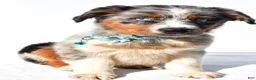 Australian Shepherd dogs for sale: Emily - Ad 7