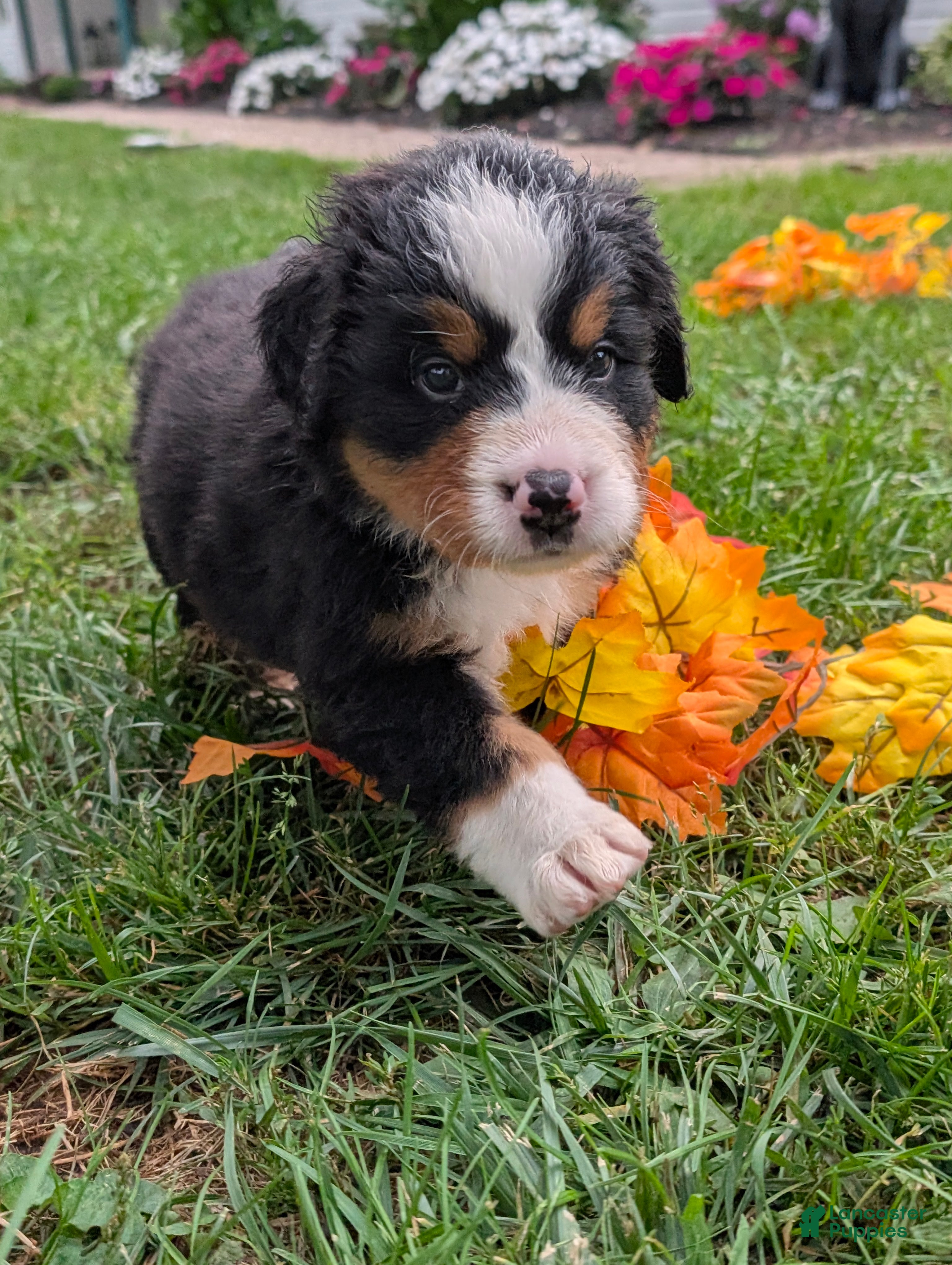 Bernese Mountain Dog dogs for sale: Dolly  - Ad 1