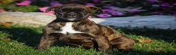 Boxer dogs for sale: Ginny - Ad 1