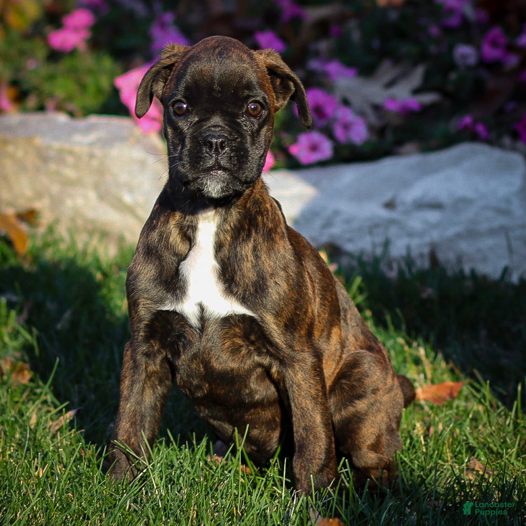 Boxer dogs for sale: Ginny - Ad 1