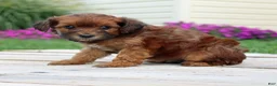Yorkiepoo dogs for sale: Cinnamon - Ad 5