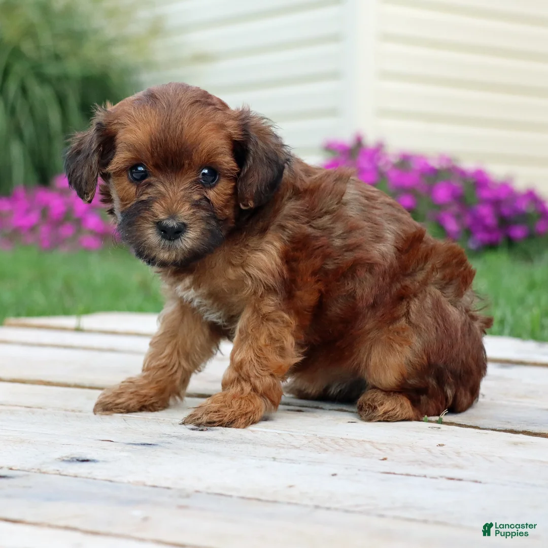 Yorkiepoo dogs for sale: Cinnamon - Ad 5