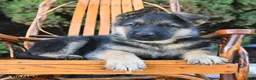German Shepherd dogs for sale: Deisel - Ad 3