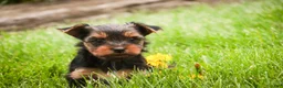 Yorkshire Terrier dogs for sale: Tahoe - Ad 7