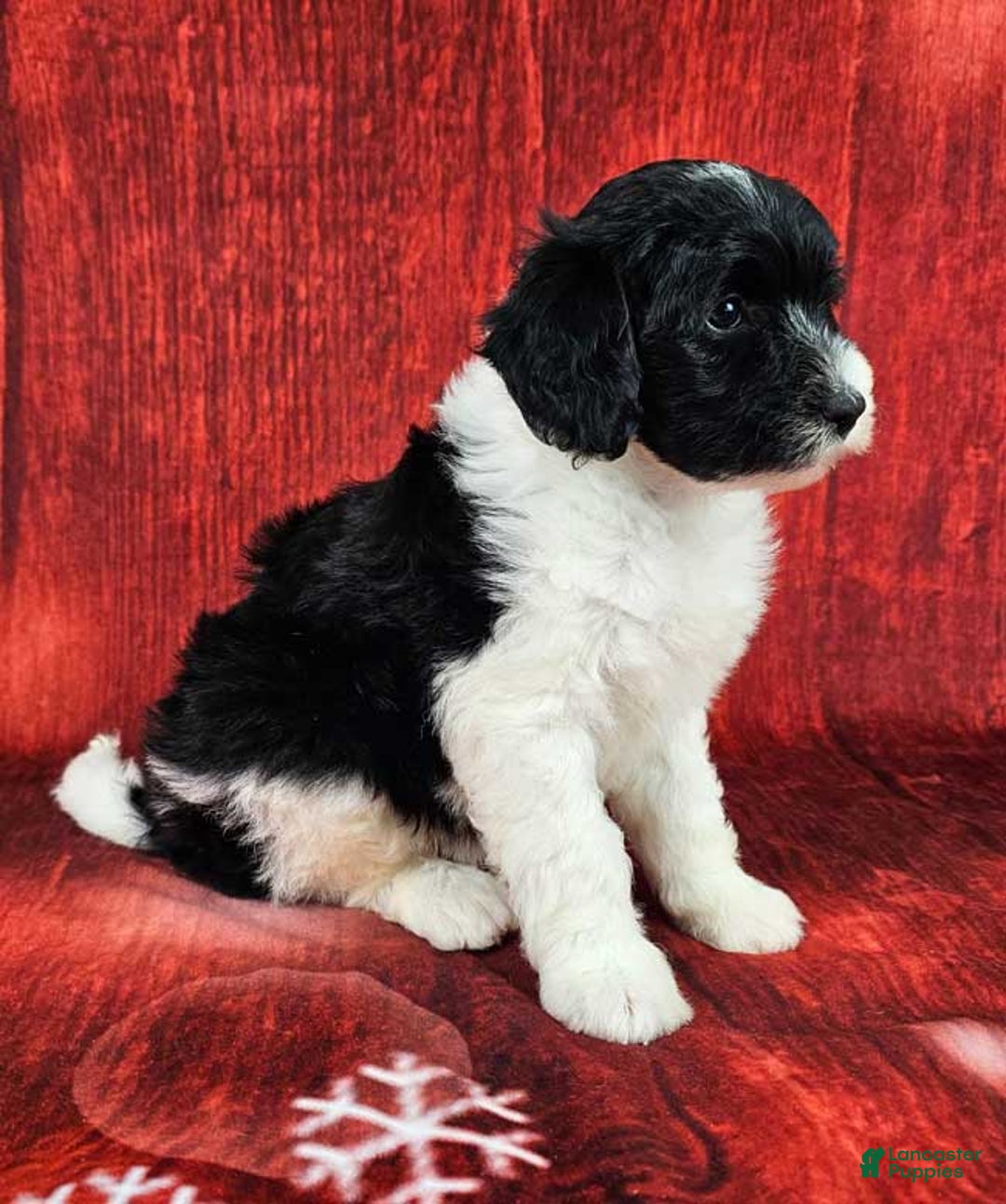 Mini Sheepadoodle dogs for sale: Winterfell - Ad 2