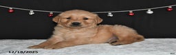 Golden Retriever dogs for sale: Austin - Ad 4