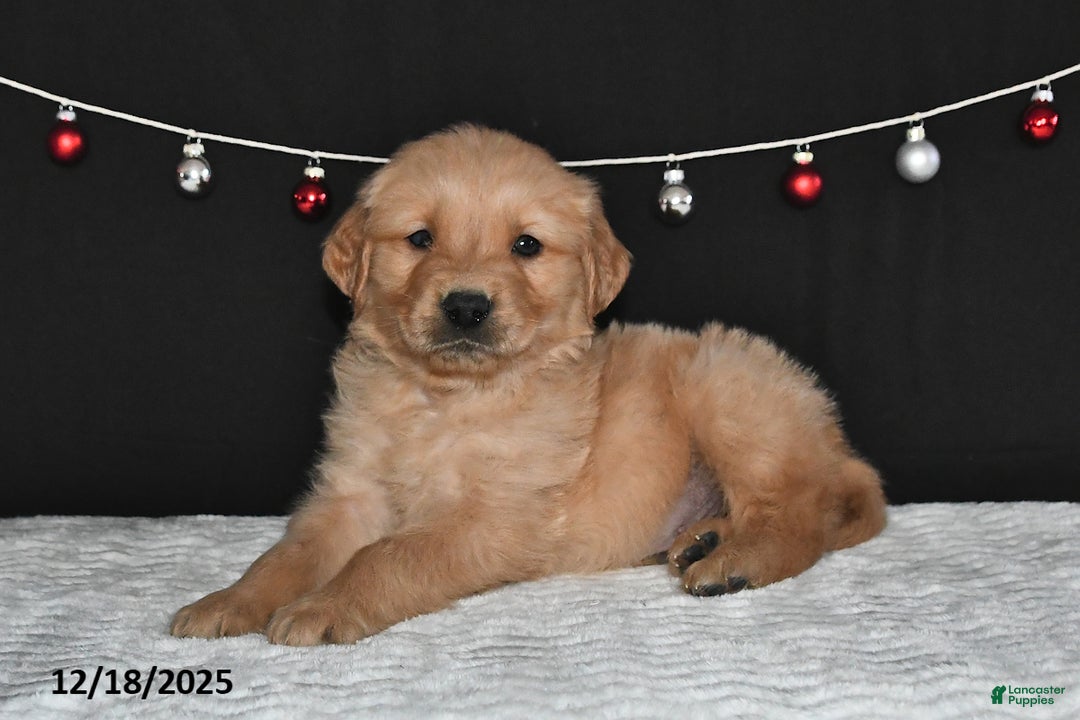 Golden Retriever dogs for sale: Austin - Ad 4