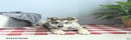 Siberian Husky dogs for sale: Balto - Ad 2
