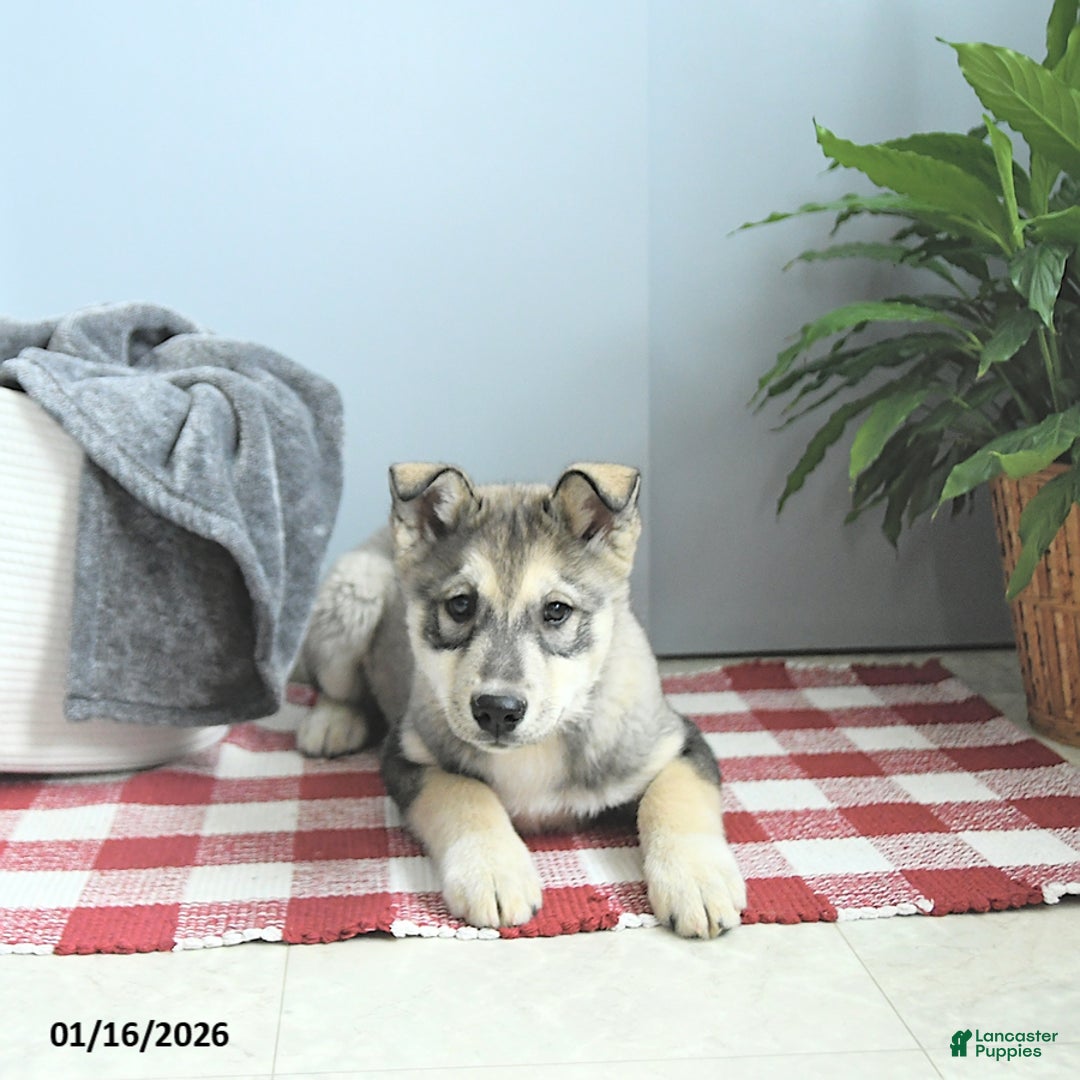 Siberian Husky dogs for sale: Balto - Ad 2