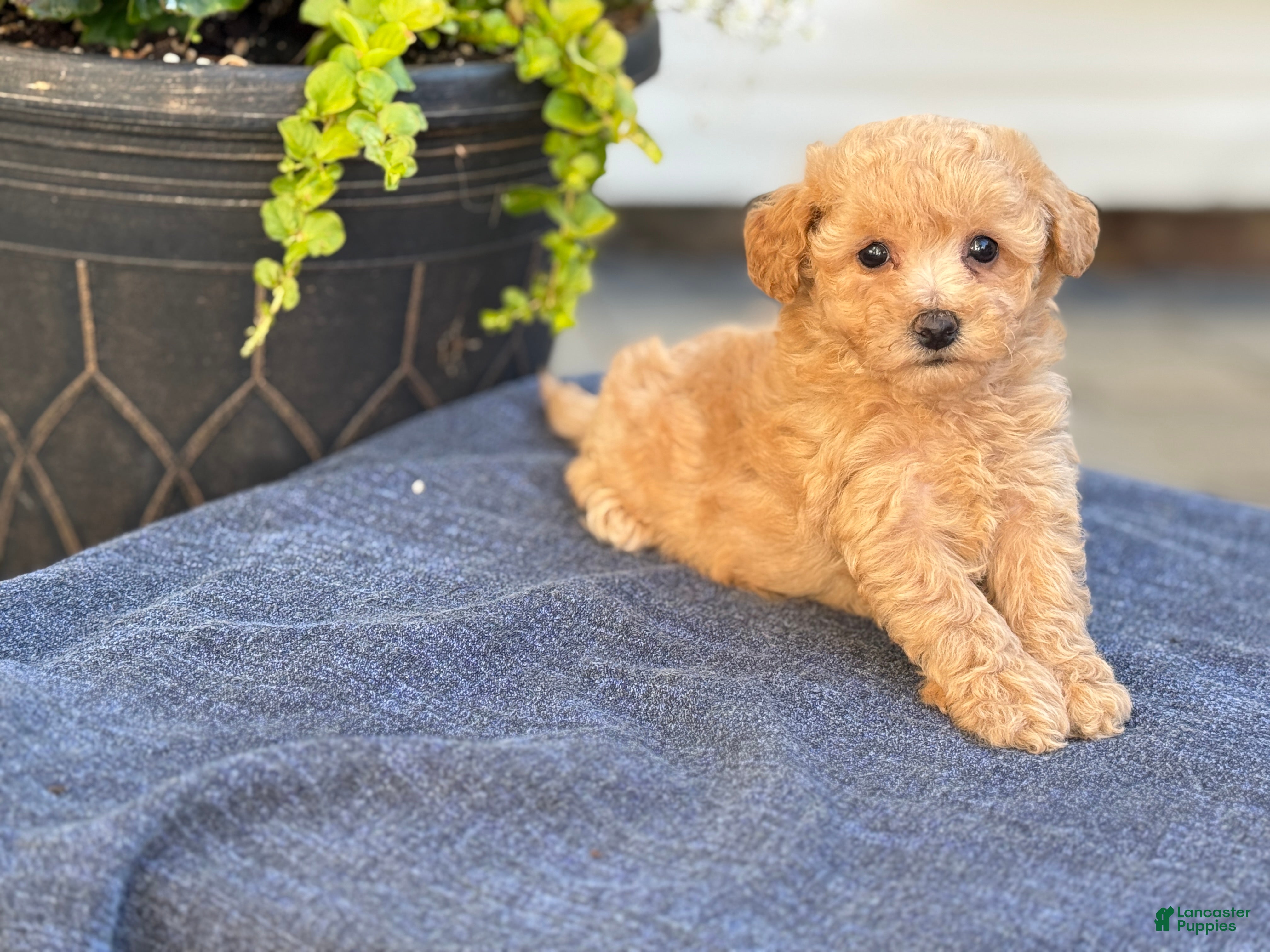 Bichpoo dogs for sale: Flora - Ad 7