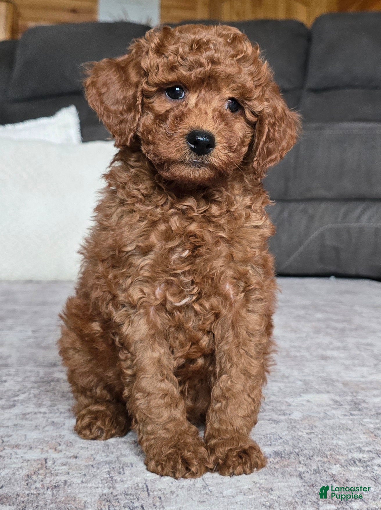 Miniature Poodle dogs Chase - Ad 2