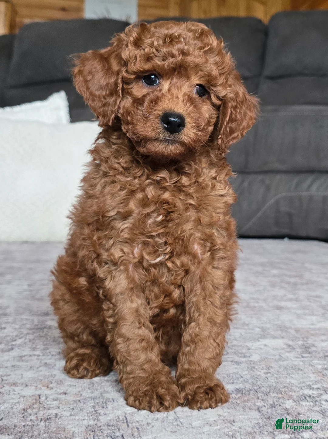 Miniature Poodle dogs for sale: Chase - Ad 2