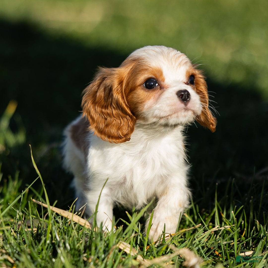 Cavalier King Charles Spaniel dogs for sale: Alfie - Ad 1