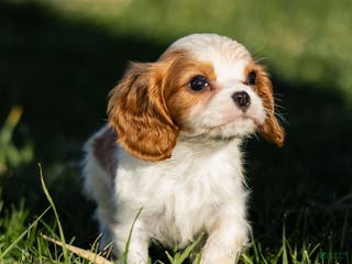 Cavalier King Charles Spaniel dogs Alfie - Ad 28