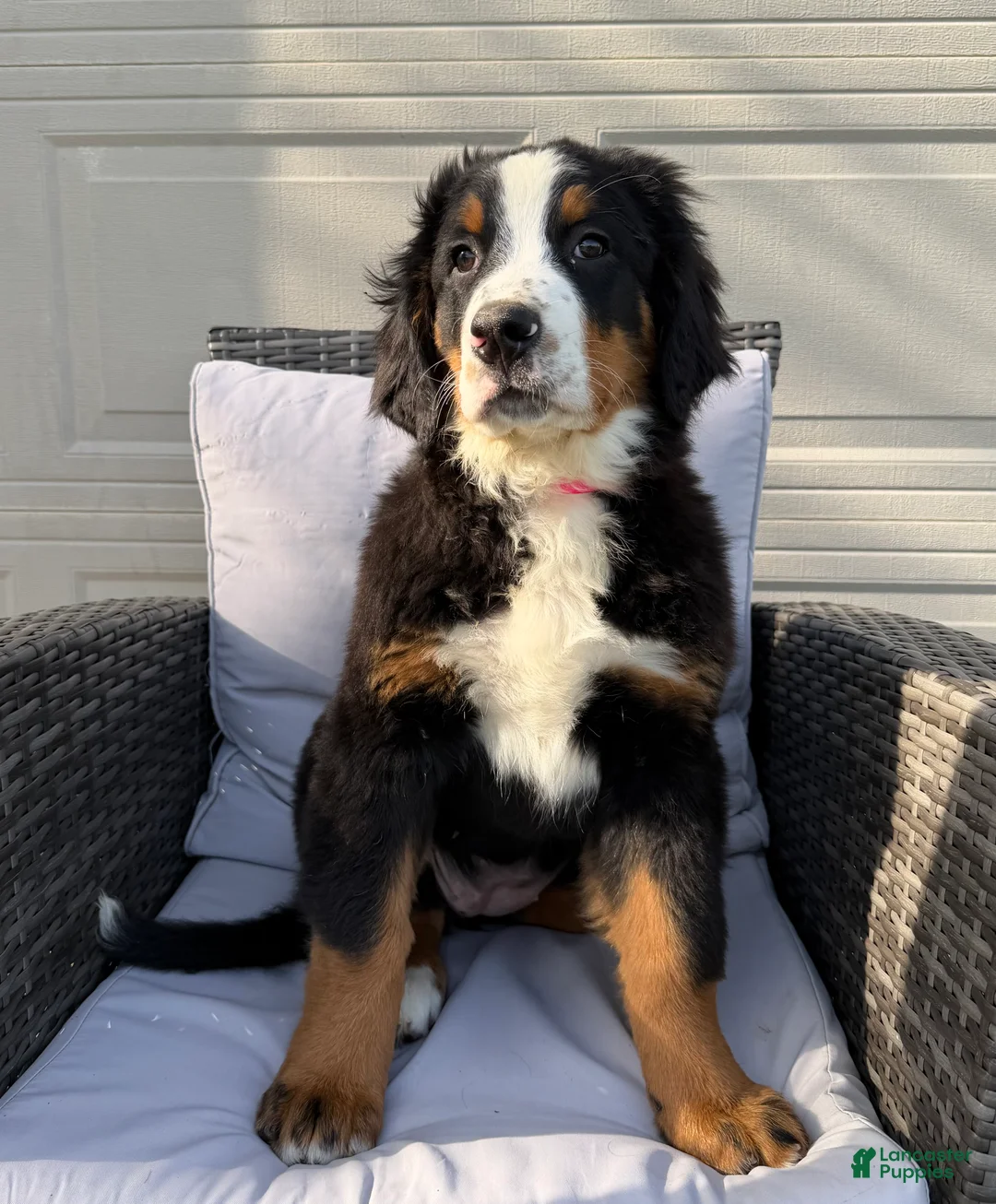 Bernese Mountain Dog dogs for sale: Pixie - Ad 1