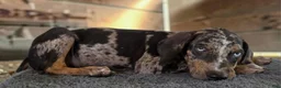 Catahoula Leopard Dog dogs for sale: Tigger 2026 Male 1 - Ad 15
