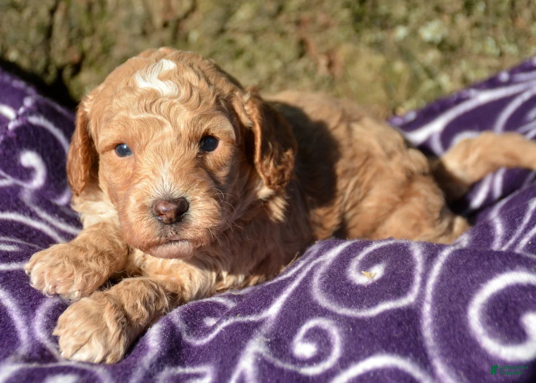 Cavapoo dogs for sale: Cain Cavapoo 1 - Ad 2