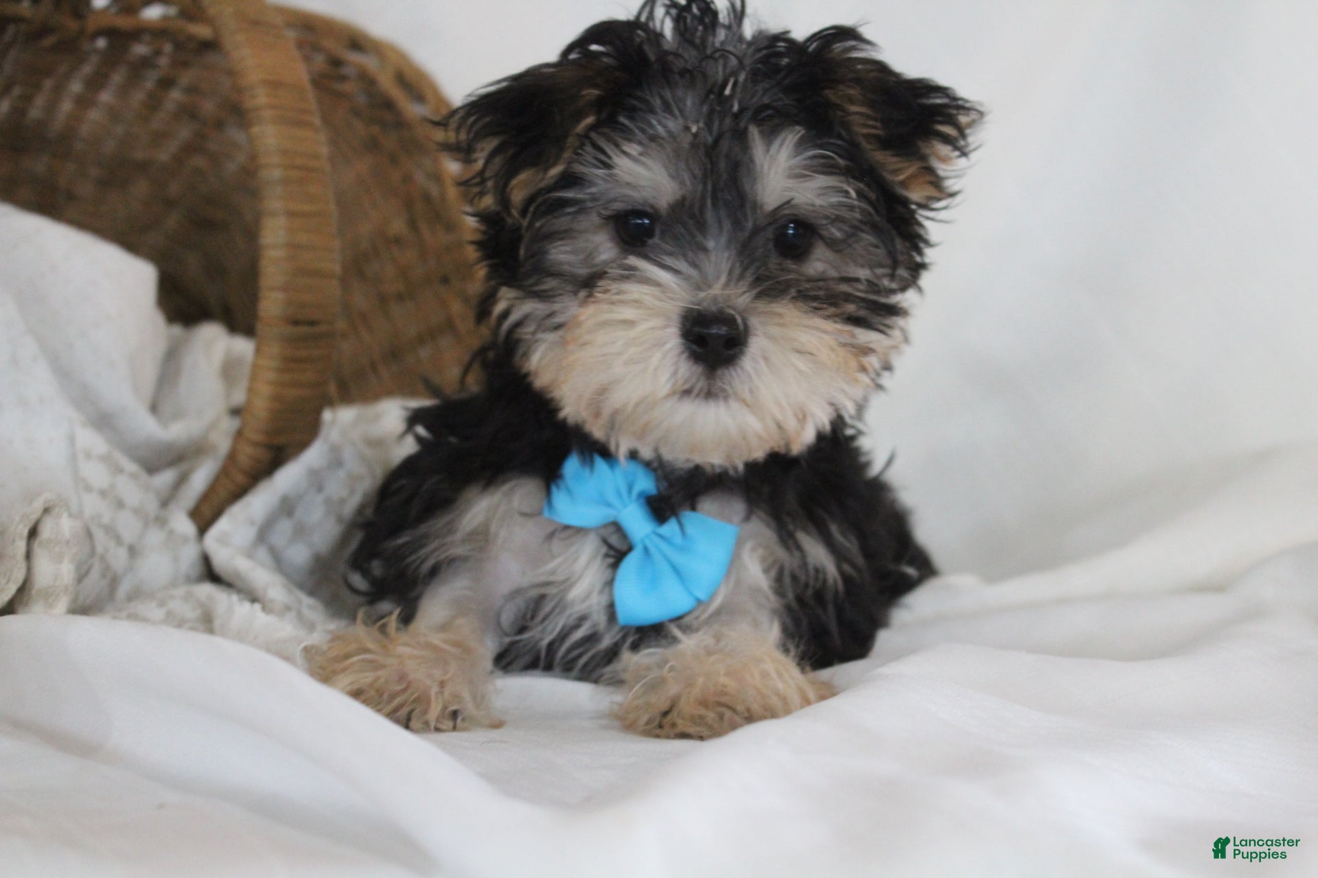 Morkie dogs Milo - Ad 2