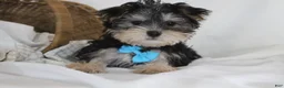 Morkie dogs for sale: Milo - Ad 2