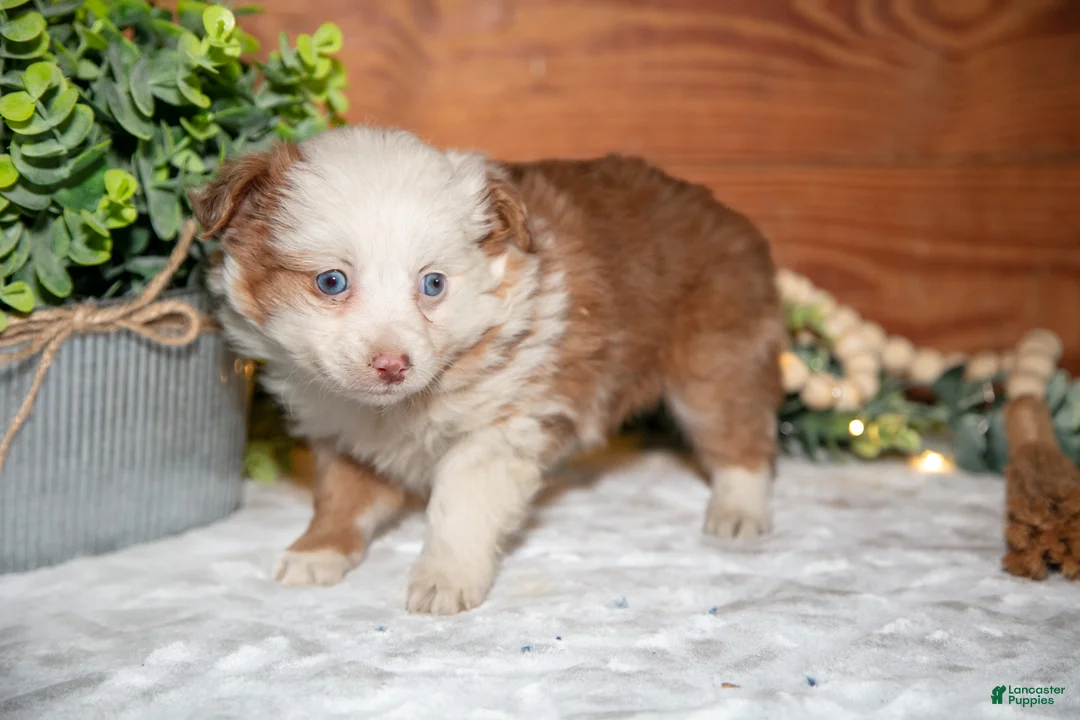 Toy Australian Shepherd dogs for sale: Tootsie - Ad 1