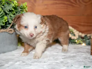 Toy Australian Shepherd dogs for sale: Tootsie - Ad 2
