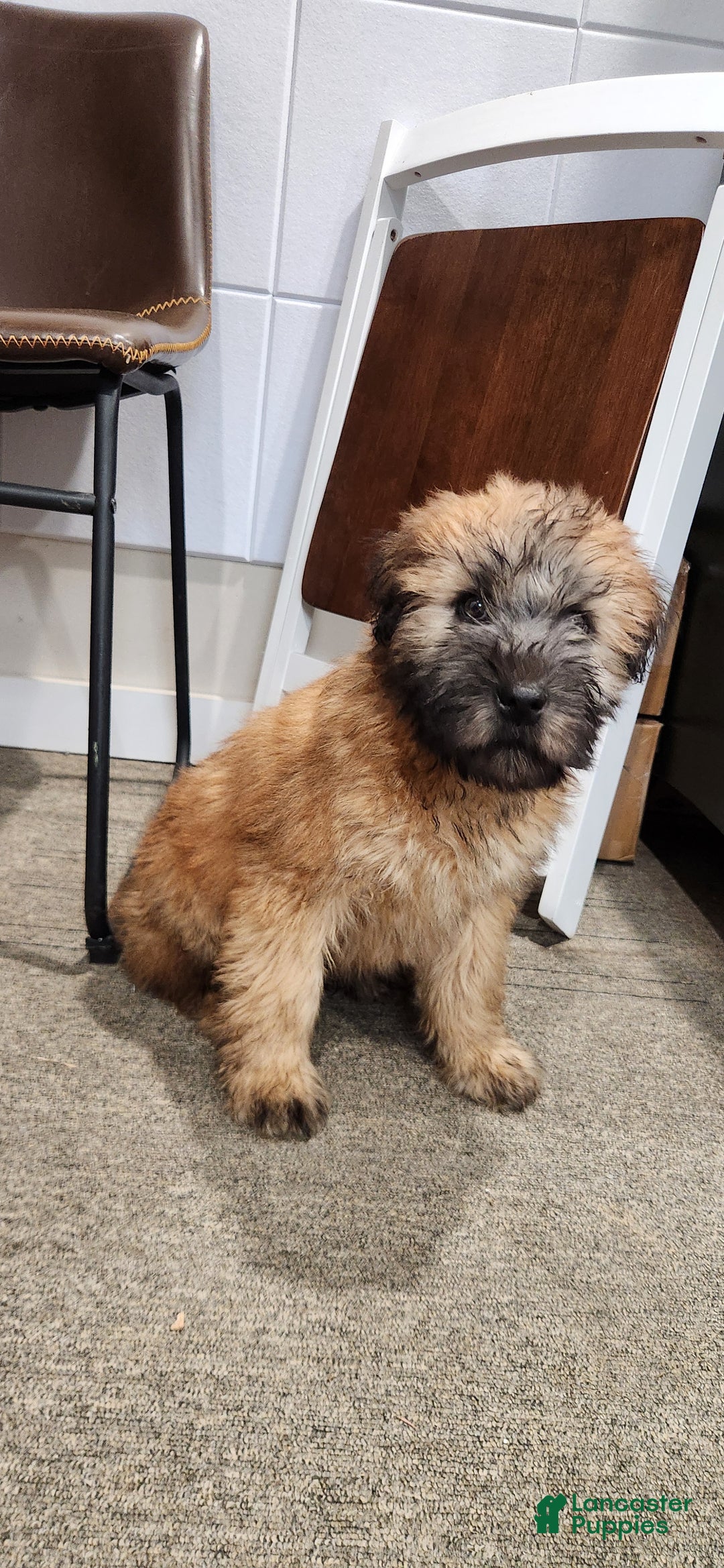 Soft Coated Wheaten Terrier dogs for sale: spark - Ad 1