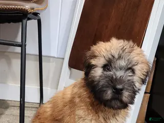 Soft Coated Wheaten Terrier dogs spark - Ad 8