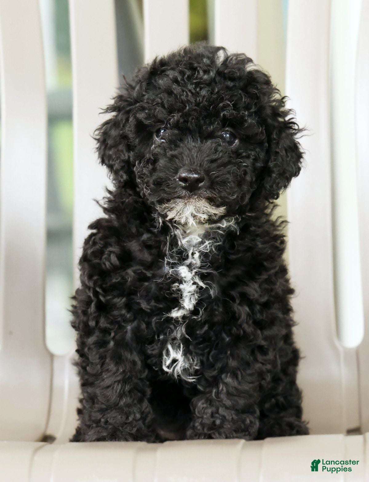 Miniature Poodle dogs Flower - Ad 1