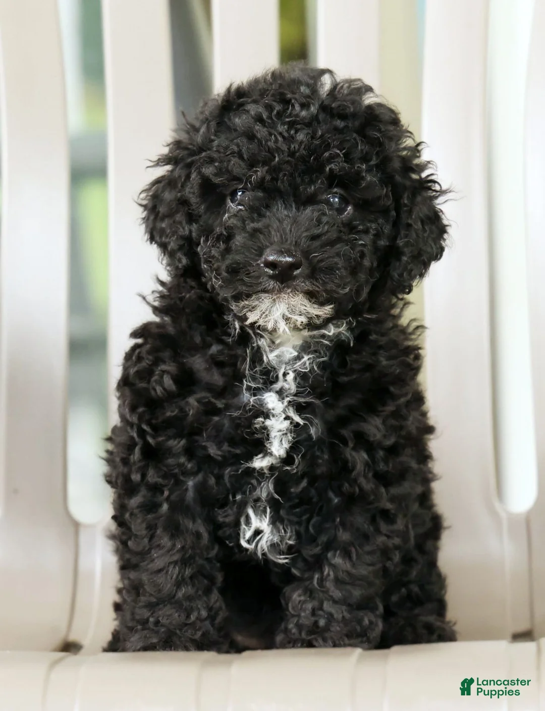 Miniature Poodle dogs for sale: Flower - Ad 1