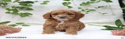 Cockapoo dogs for sale: Curtis - Ad 14