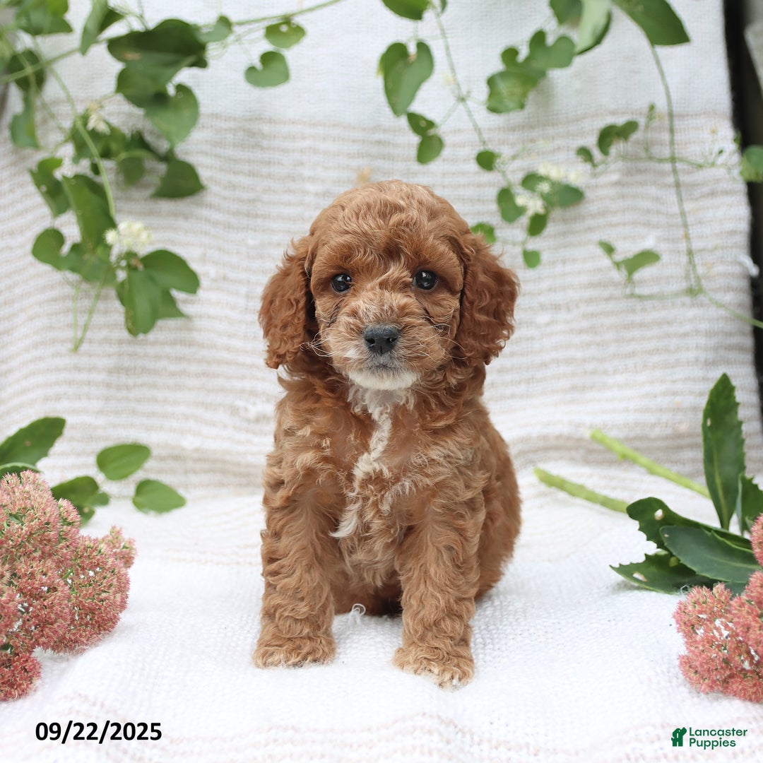 Cockapoo dogs for sale: Curtis - Ad 14