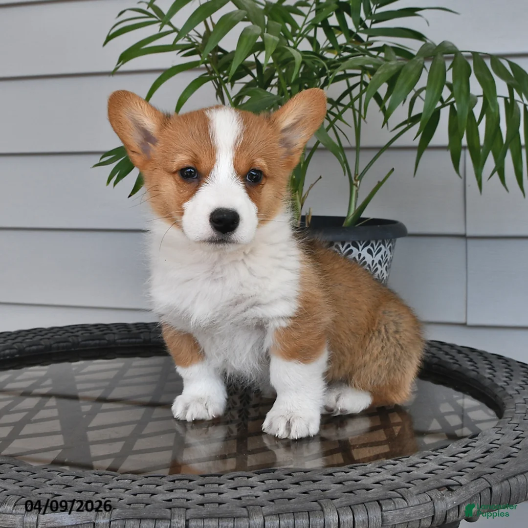 Welsh Corgi Pembroke dogs for sale: Tommy - Ad 2