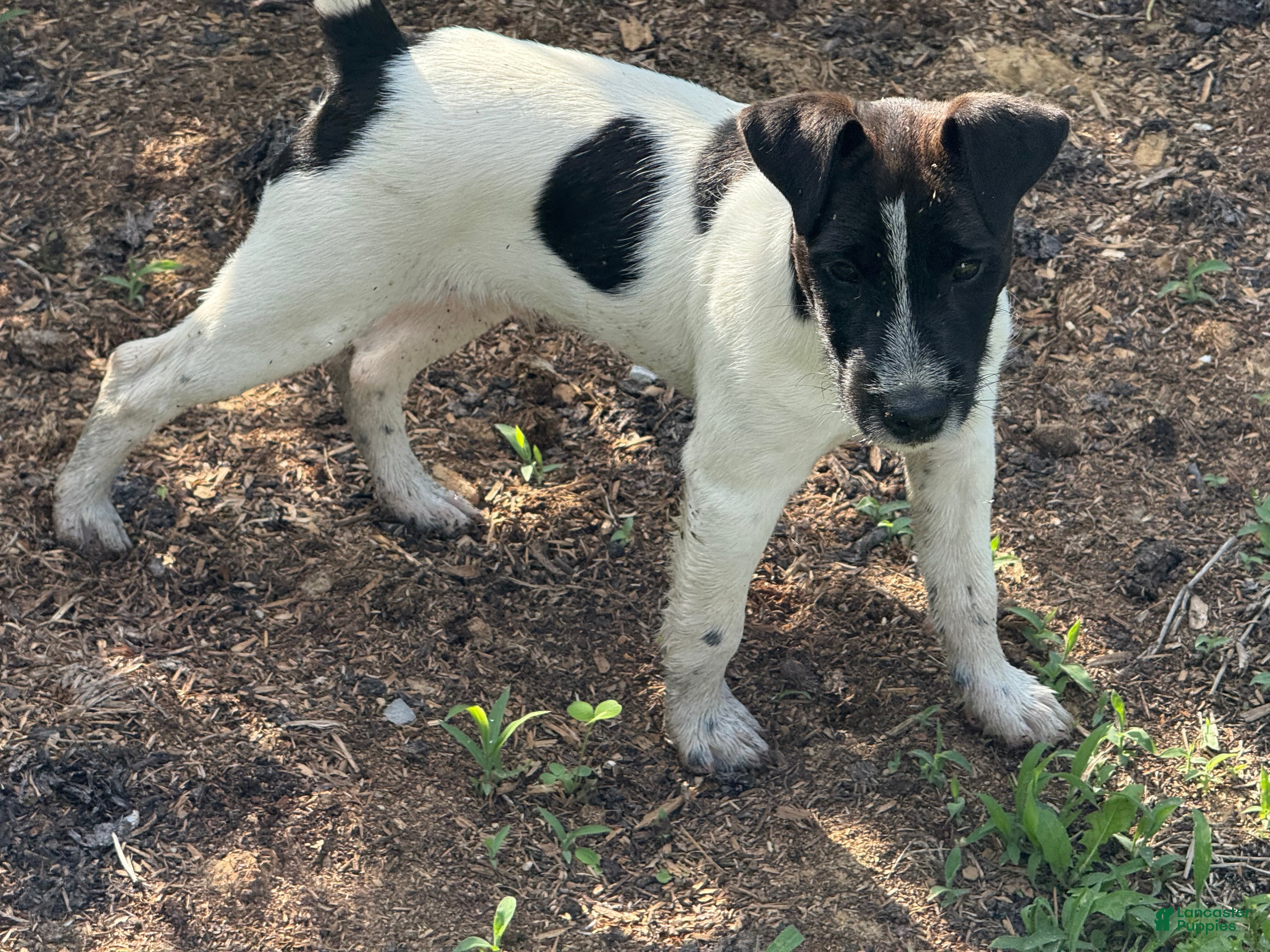 Jack Russell Terrier dogs Jrtca Rocky  - Ad 2