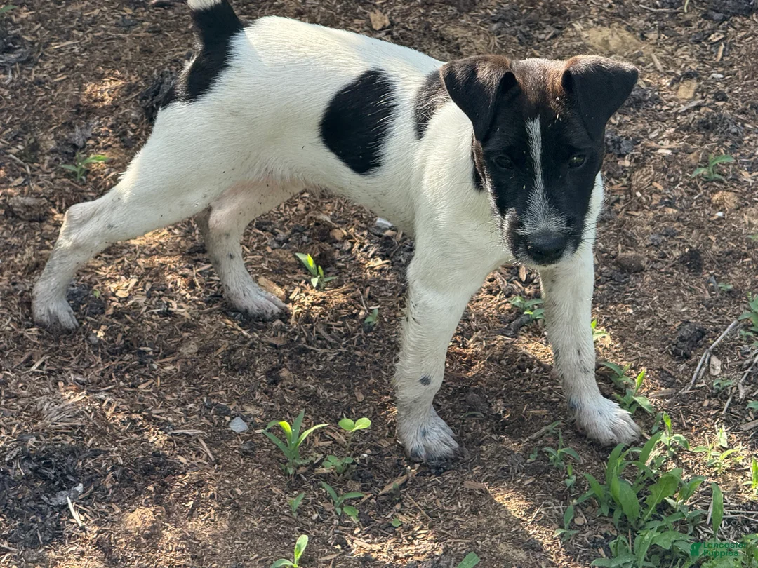 Jack Russell Terrier dogs for sale: Jrtca Rocky  - Ad 2