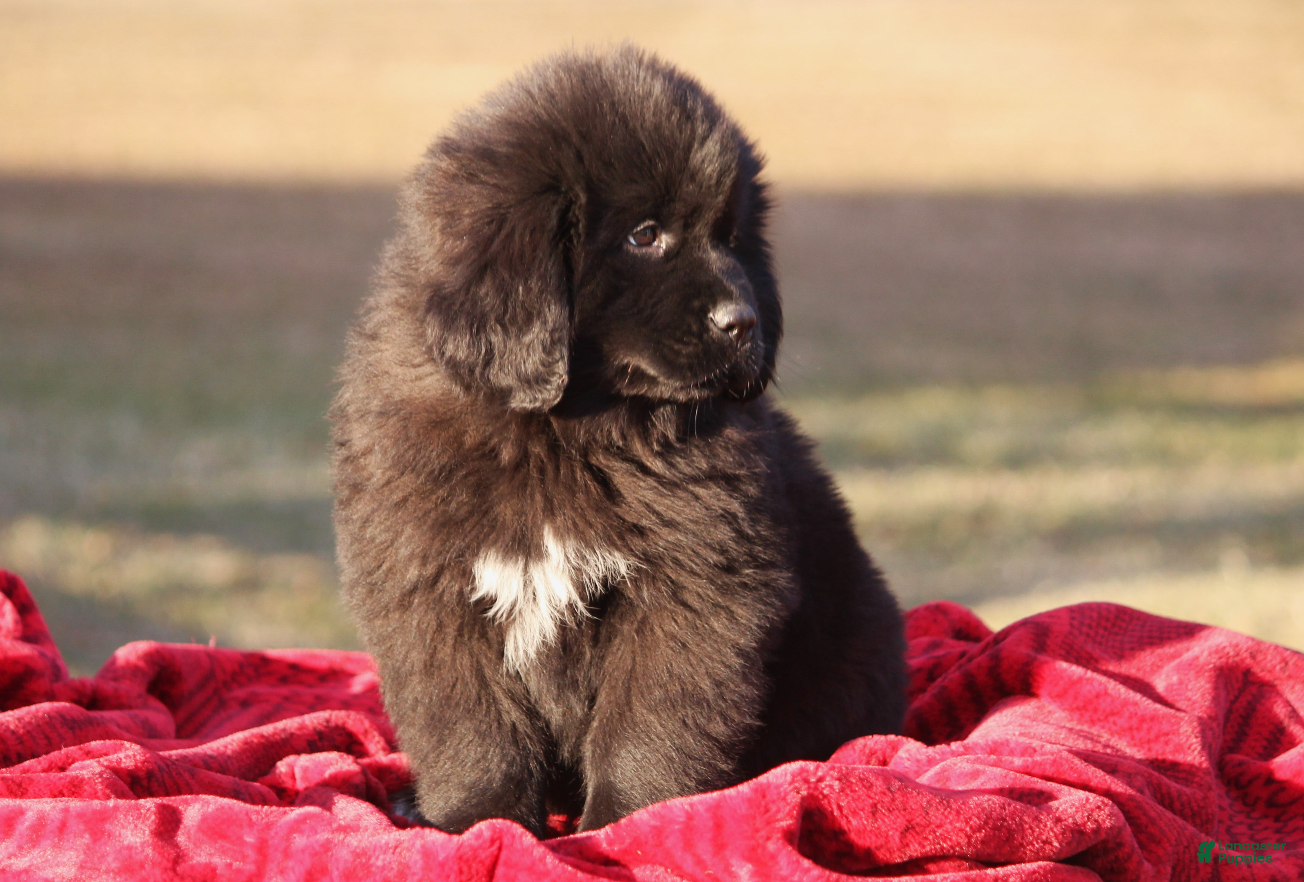 Newfoundland dogs Paris-pending - Ad 6