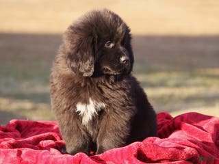 Newfoundland dogs Paris-pending - Ad 4