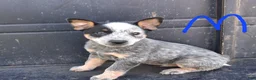Australian Cattle Dog dogs for sale: Australian Cattle Dog 1 - Ad 3