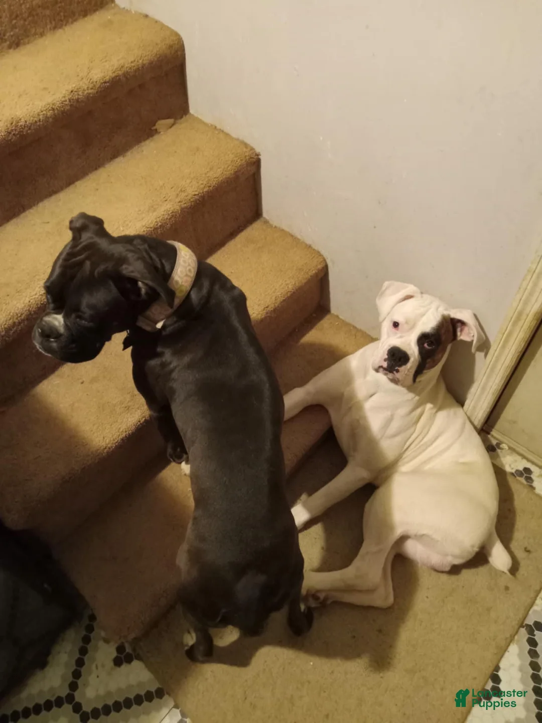 Boxer dogs for sale: Boxer 1 - Ad 4