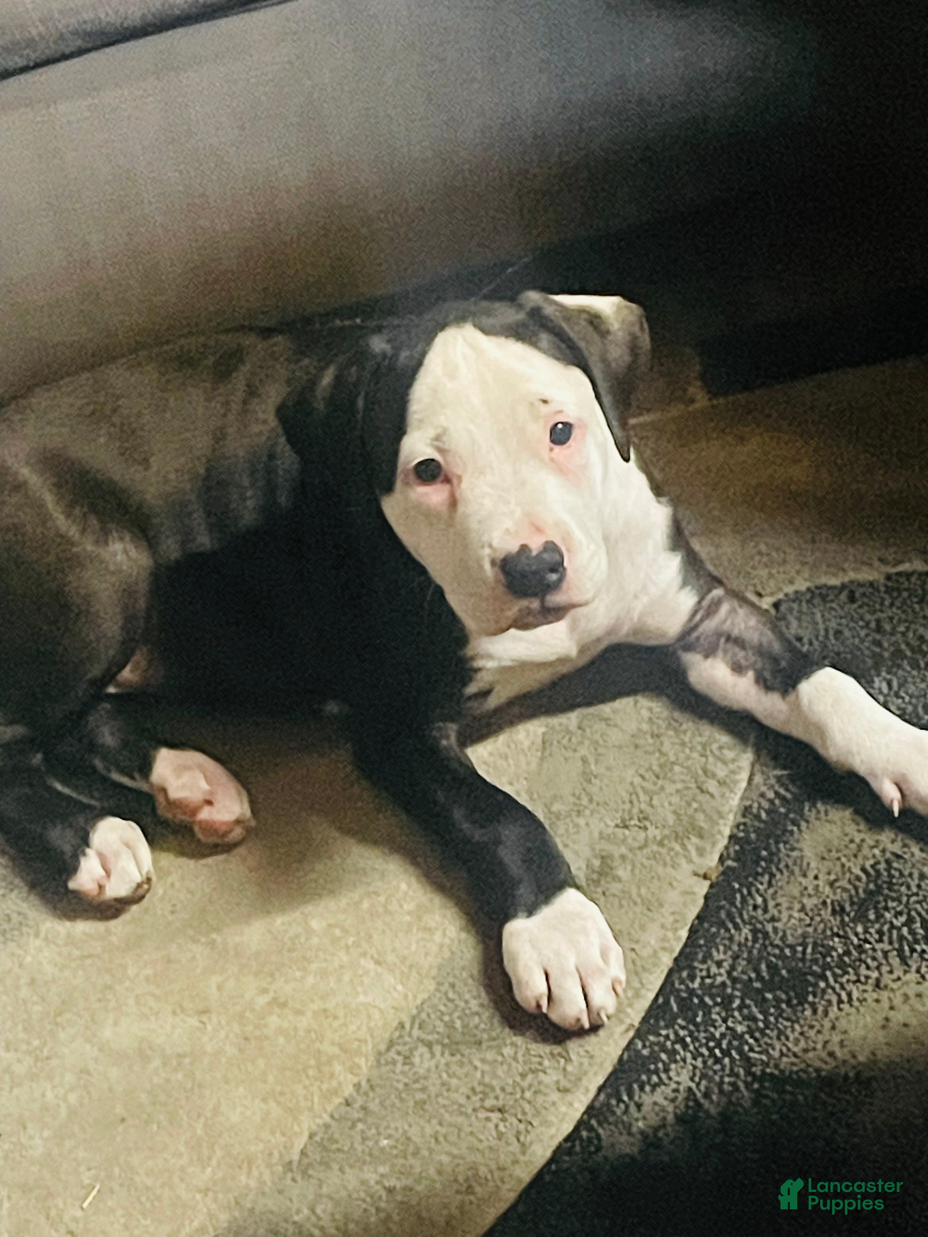 American Pit Bull Terrier dogs American Pit Bull Terrier 3 - Ad 4
