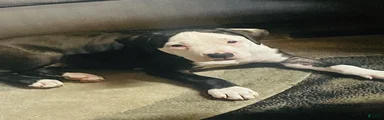 American Pit Bull Terrier 3