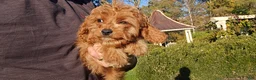 Cavapoo dogs for sale: Johan - Ad 3