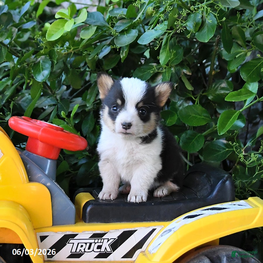 Welsh Corgi Pembroke dogs for sale: Micky - Ad 1
