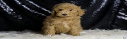 Mini Goldendoodle dogs for sale: Marvel - Ad 3