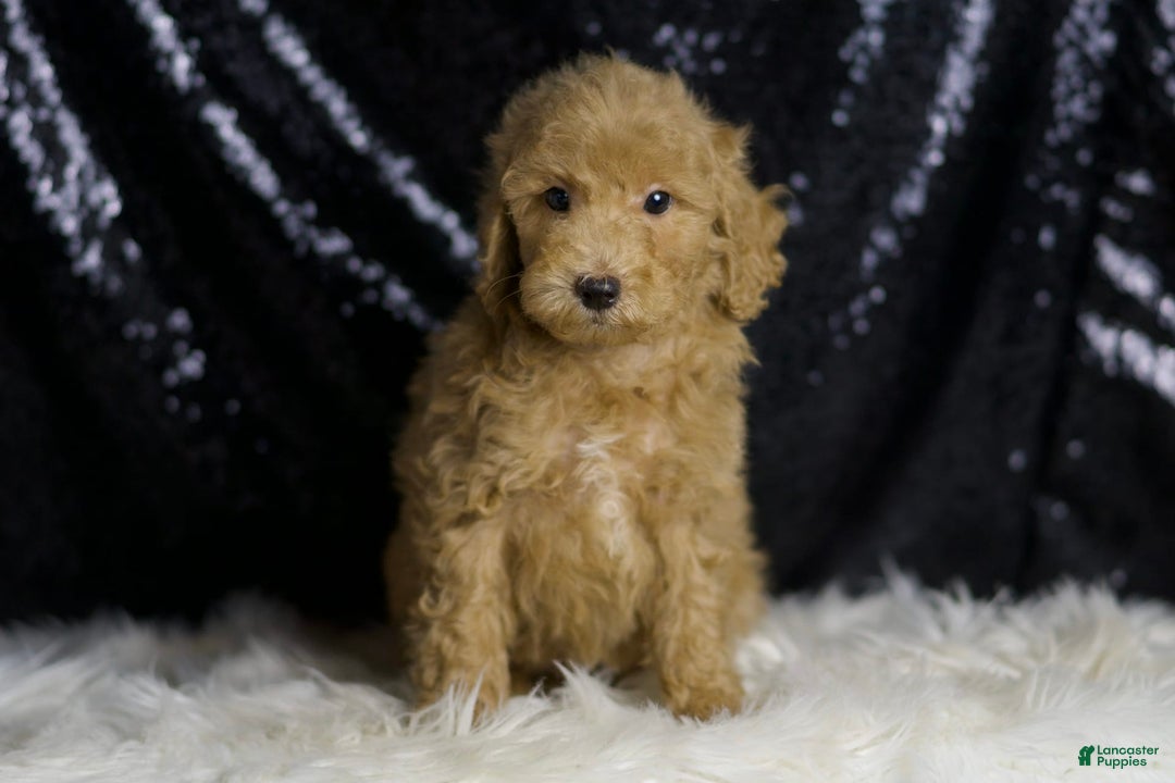 Mini Goldendoodle dogs for sale: Marvel - Ad 3