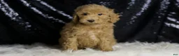 Mini Goldendoodle dogs for sale: Marvel - Ad 5
