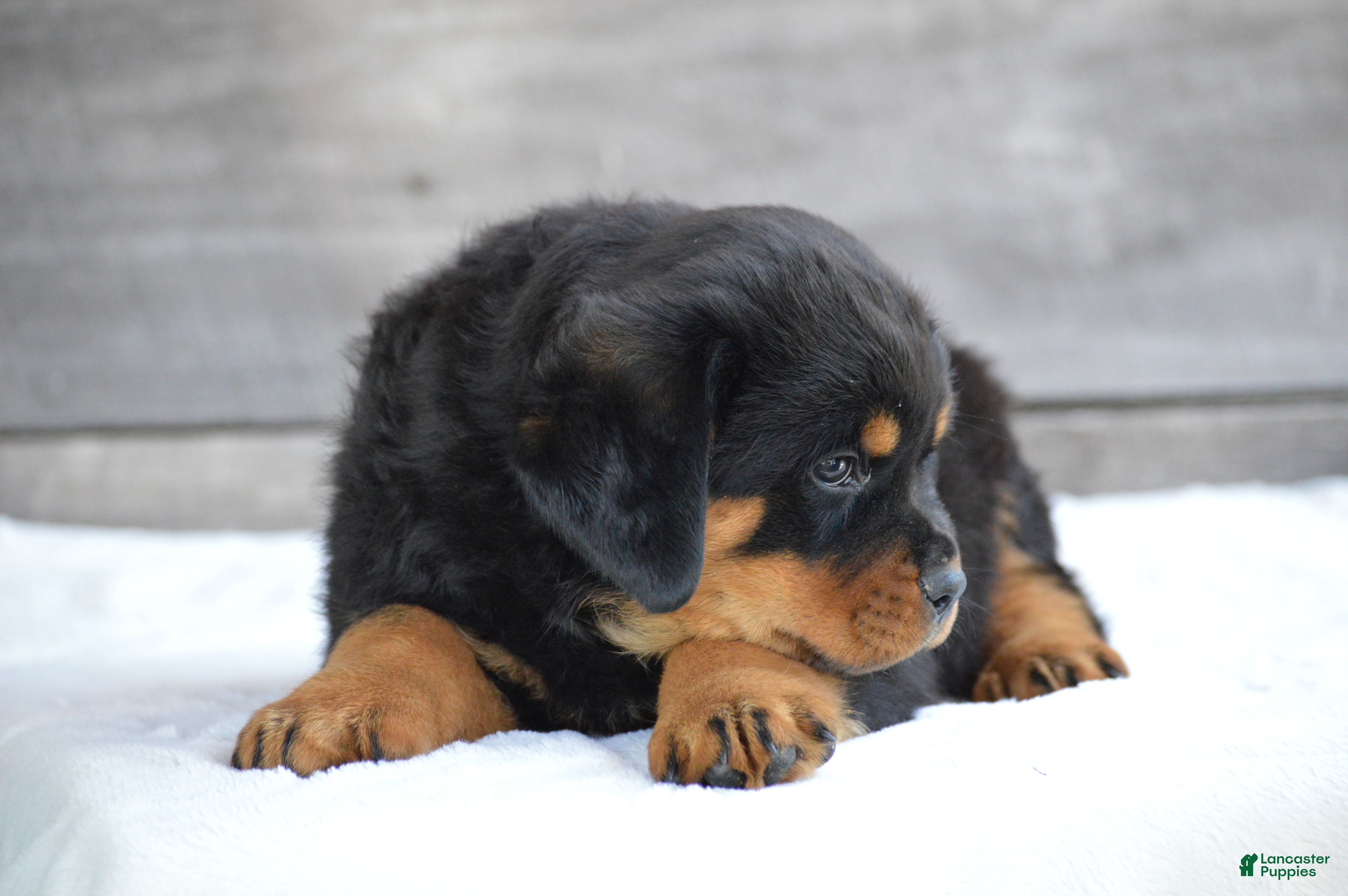 Rottweiler dogs Deisel - Ad 2