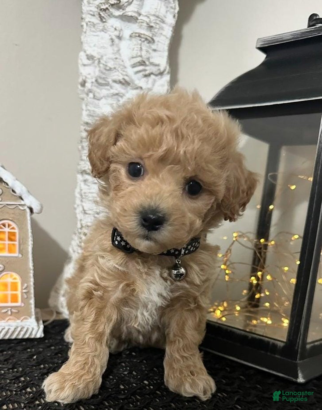 Maltipoo dogs for sale: Ken - Ad 1