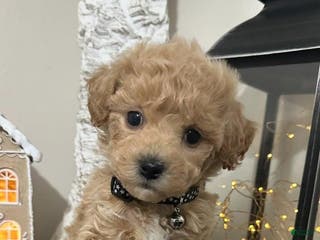 Maltipoo dogs Ken - Ad 26